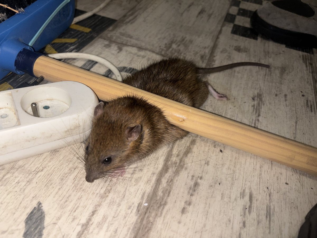 Rats : traitement à Clermont-Ferrand par Clermont Nuisibles