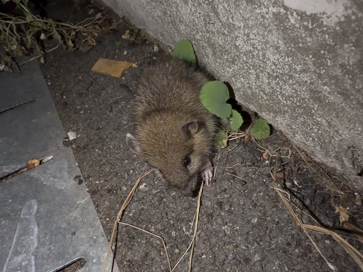 Souris : traitement à Clermont-Ferrand par Clermont Nuisibles